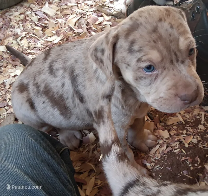 Mr peach  – Catahoula Leopard Dog puppy for sale in Colville, WA