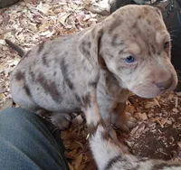 Mr peach , a male Catahoula Leopard Dog for sale in Colville, WA – 1 of 2