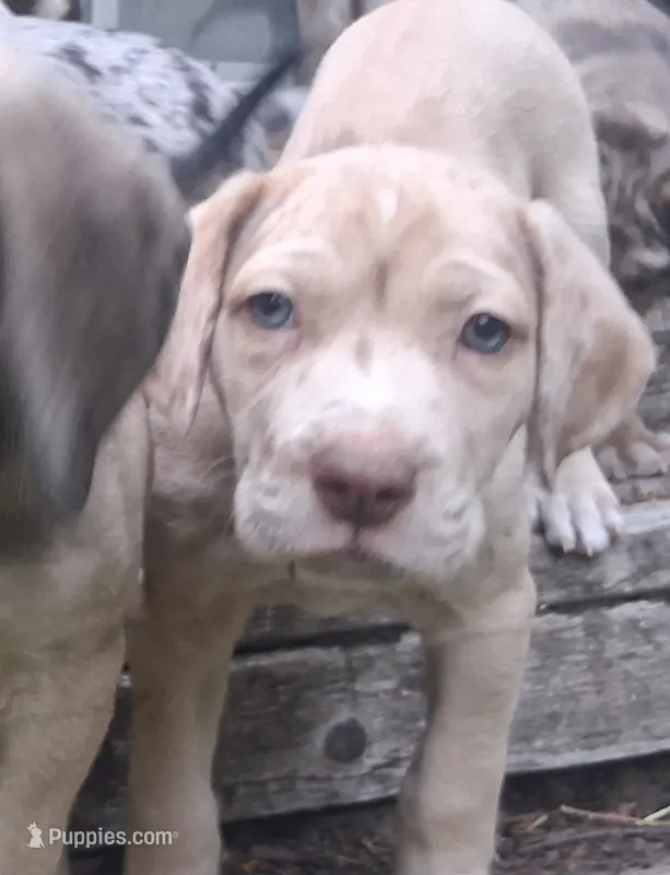 Cream – Catahoula Leopard Dog puppy for sale in Colville, WA