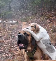 Susie, a female Catahoula Leopard Dog and Fila Brasileiro for sale in Colville, WA – 2 of 3