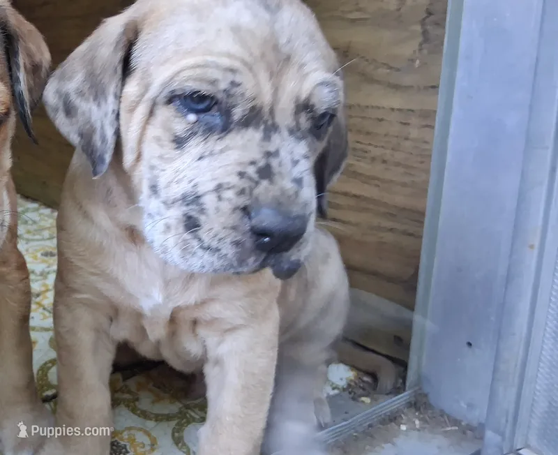 Storm – Catahoula Leopard Dog, Fila Brasileiro puppy for sale in Colville, WA