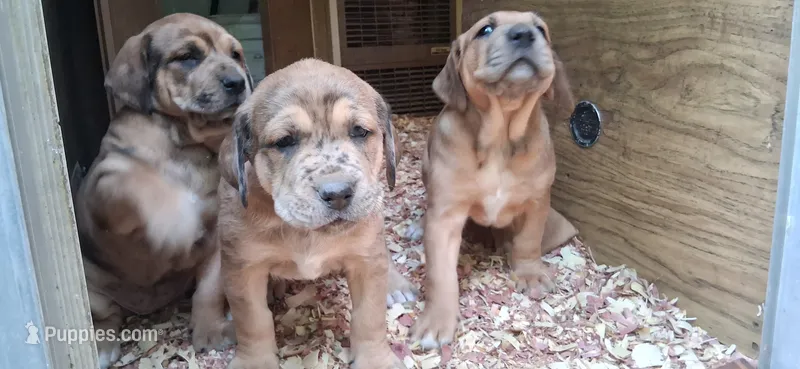 Sonya – Catahoula Leopard Dog, Fila Brasileiro puppy for sale in Colville, WA