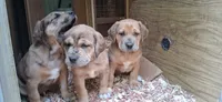 Sonya, a female Catahoula Leopard Dog and Fila Brasileiro for sale in Colville, WA – 3 of 4