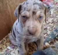 Romeo, a male Catahoula Leopard Dog for sale in Colville, WA – 1 of 1
