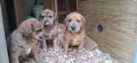 Susie, a female Catahoula Leopard Dog and Fila Brasileiro for sale in Colville, WA – 3 of 3