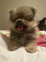 kuma, a male Pomeranian for sale in San Francisco, CA – 1 of 1