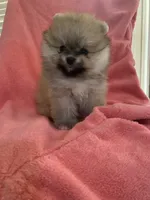 mina, a female Pomeranian for sale in San Francisco, CA – 2 of 2