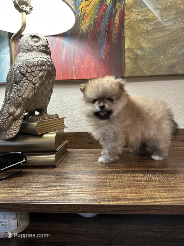 mishka – Pomeranian puppy for sale in San Francisco, CA