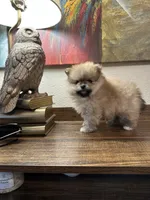mishka, a male Pomeranian for sale in San Francisco, CA – 1 of 1