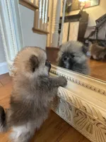 mishca, a male Pomeranian for sale in San Francisco, CA – Photo 1 of 3