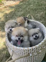 mishca, a male Pomeranian for sale in San Francisco, CA – Photo 3 of 3