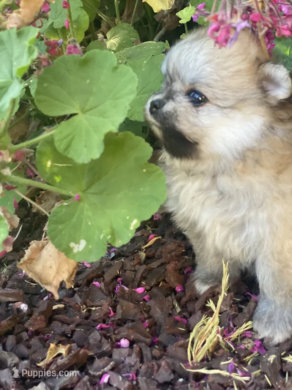 mina – Pomeranian puppy for sale in San Francisco, CA