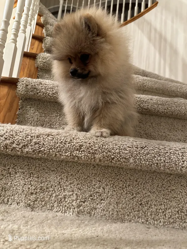 olaf – Pomeranian puppy for sale in San Francisco, CA