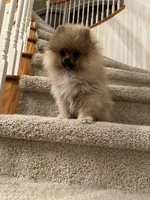 olaf, a male Pomeranian for sale in San Francisco, CA – Photo 2 of 3