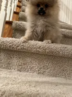 olaf, a male Pomeranian for sale in San Francisco, CA – Photo 3 of 3