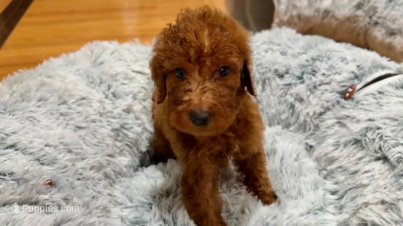 Mr Yellow – Goldendoodle puppy for sale in Gadsden, AL