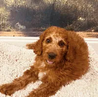 Mr Orange, a male Goldendoodle for sale in Gadsden, AL – 9 of 10