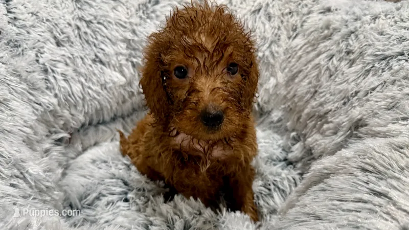 Mr Black – Goldendoodle puppy for sale in Gadsden, AL