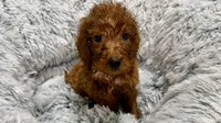 Mr Black, a male Goldendoodle for sale in Gadsden, AL – 1 of 1