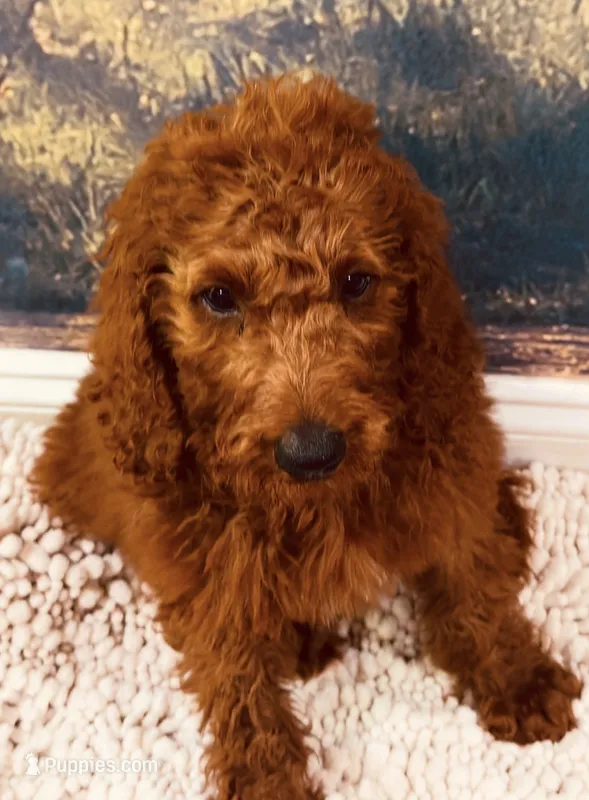 Mr Sky Blue – Goldendoodle puppy for sale in Gadsden, AL