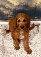 Mr Orange, a male Goldendoodle for sale in Gadsden, AL – 6 of 10
