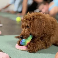 Mr Yellow, a male Goldendoodle for sale in Gadsden, AL – 4 of 10
