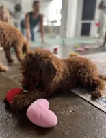 Mr Orange, a male Goldendoodle for sale in Gadsden, AL – 2 of 10