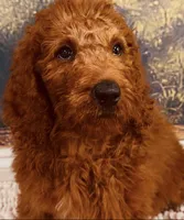 Mr Sky Blue, a male Goldendoodle for sale in Gadsden, AL – 7 of 10