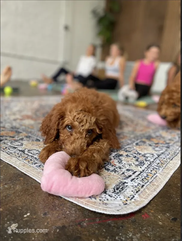 Mr Green – Goldendoodle puppy for sale in Gadsden, AL