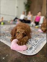 Mr Green, a male Goldendoodle for sale in Gadsden, AL – 1 of 10