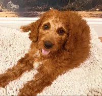 Mr Orange, a male Goldendoodle for sale in Gadsden, AL – 7 of 10