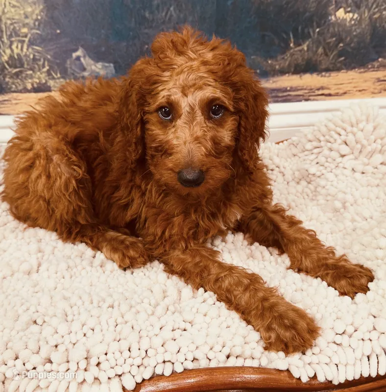 Mr Green – Goldendoodle puppy for sale in Gadsden, AL