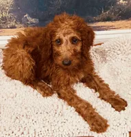 Mr Royal Blue, a male Goldendoodle for sale in Gadsden, AL – 6 of 10