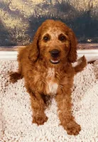 Mr Orange, a male Goldendoodle for sale in Gadsden, AL – 10 of 10