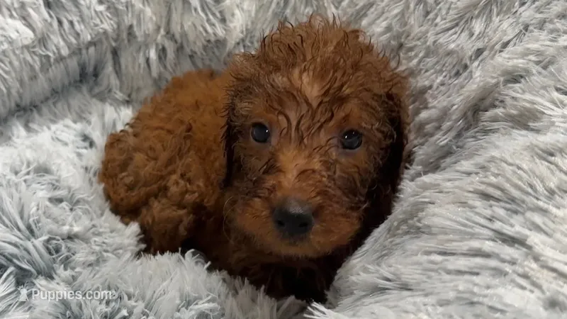 Mr Royal Blue – Goldendoodle puppy for sale in Gadsden, AL