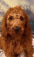 Mr Sky Blue, a male Goldendoodle for sale in Gadsden, AL – 9 of 10