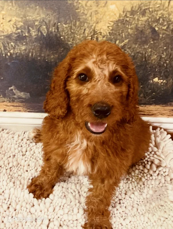Mr Orange – Goldendoodle puppy for sale in Gadsden, AL