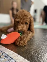 Mr Orange, a male Goldendoodle for sale in Gadsden, AL – 3 of 10