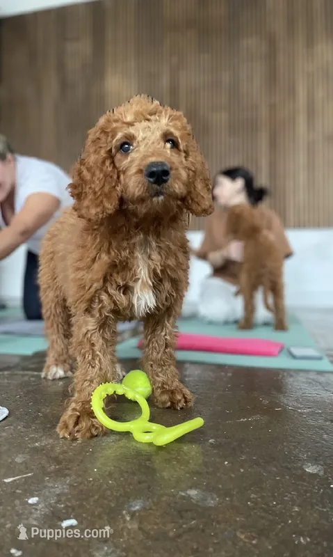 Mr Orange – Goldendoodle puppy for sale in Gadsden, AL