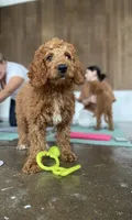 Mr Orange, a male Goldendoodle for sale in Gadsden, AL – 1 of 10