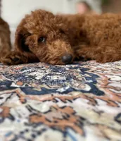 Mr Royal Blue, a male Goldendoodle for sale in Gadsden, AL – 5 of 10