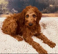 Mr Yellow, a male Goldendoodle for sale in Gadsden, AL – 8 of 10