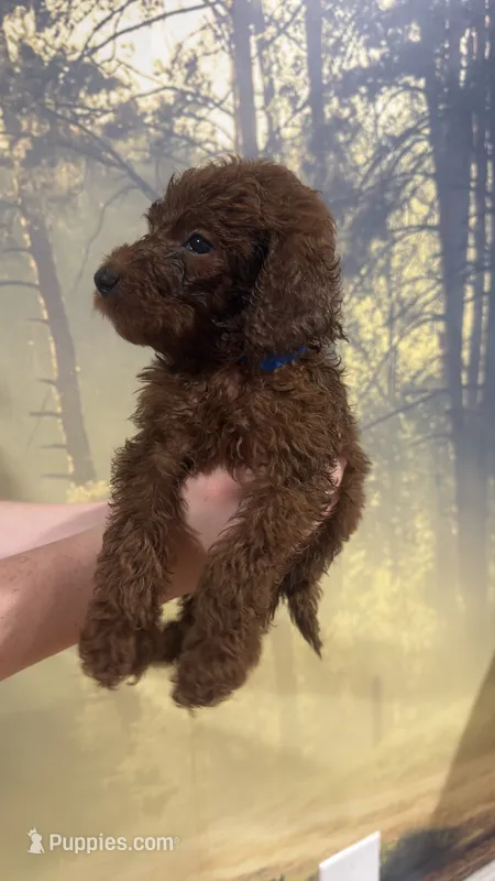 Mr Sky Blue – Goldendoodle puppy for sale in Gadsden, AL