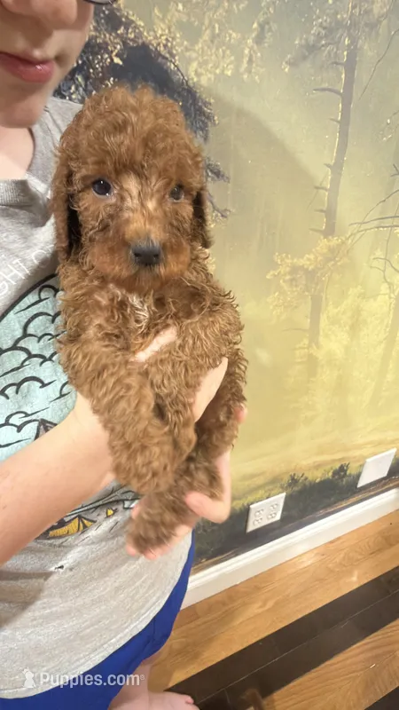 Ms Purple – Goldendoodle puppy on hold in Gadsden, AL