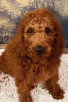 Mr Sky Blue, a male Goldendoodle for sale in Gadsden, AL – 8 of 10