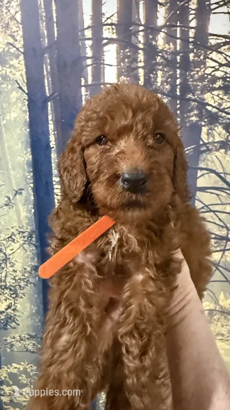 Mr Orange – Goldendoodle puppy for sale in Gadsden, AL