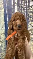 Mr Orange, a male Goldendoodle for sale in Gadsden, AL – 1 of 1