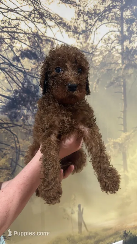 Mr Red – Goldendoodle puppy for sale in Gadsden, AL