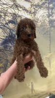 Mr Red, a male Goldendoodle for sale in Gadsden, AL – 1 of 1