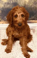 Mr Yellow, a male Goldendoodle for sale in Gadsden, AL – 5 of 10